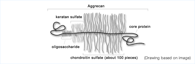 Fig. 3 Conformation of chondroitins contained in the joint cartilage.